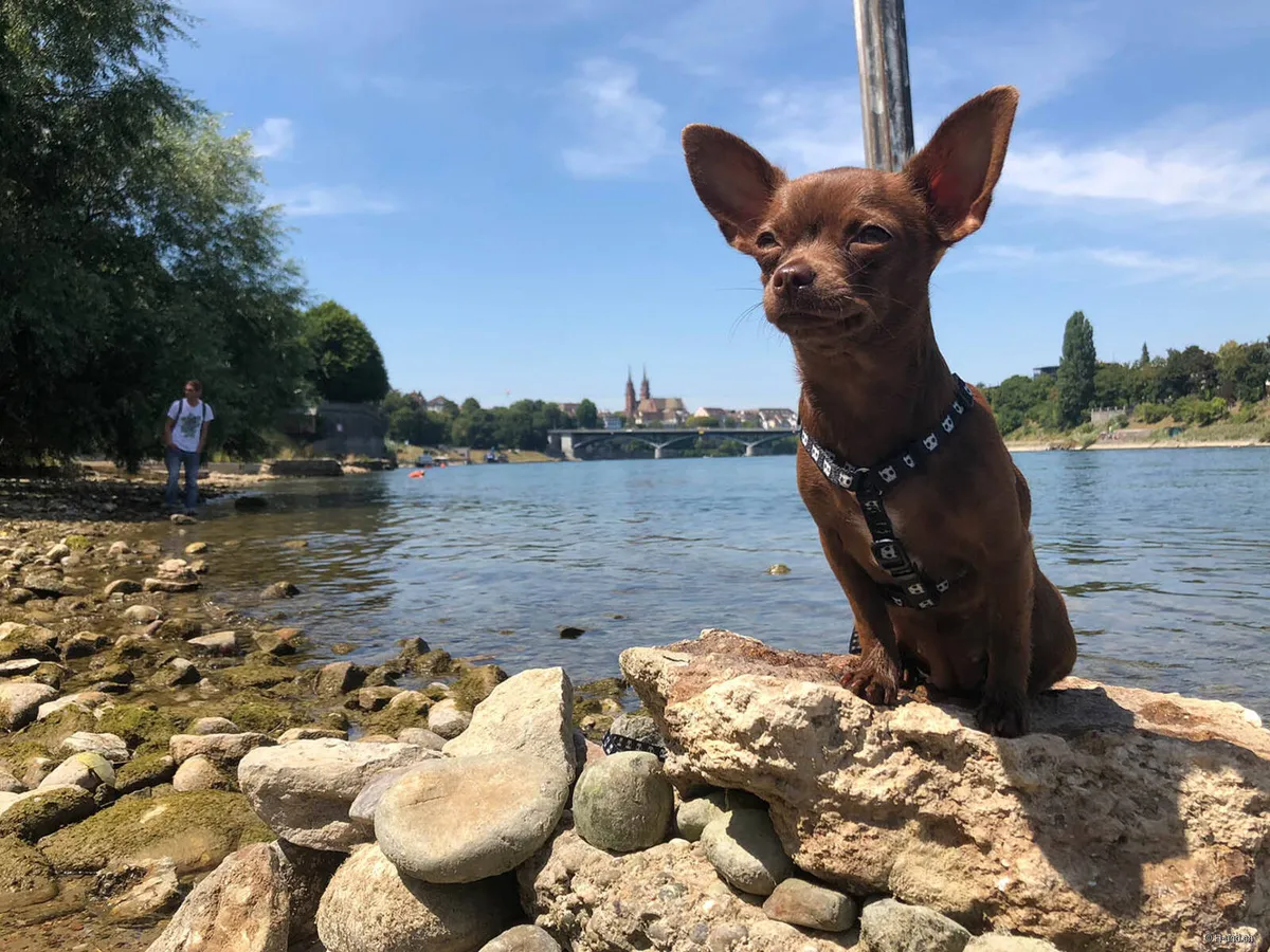 Badeplatz St. Alban-Rheinweg — Foto 1