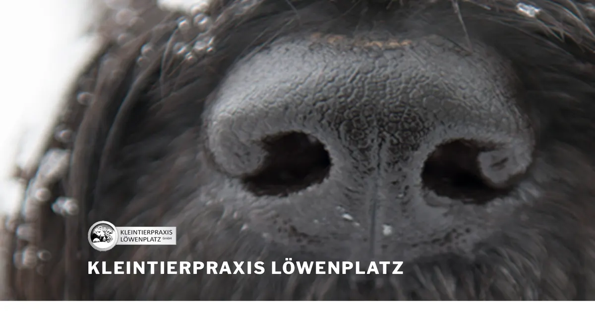 Kleintierpraxis
